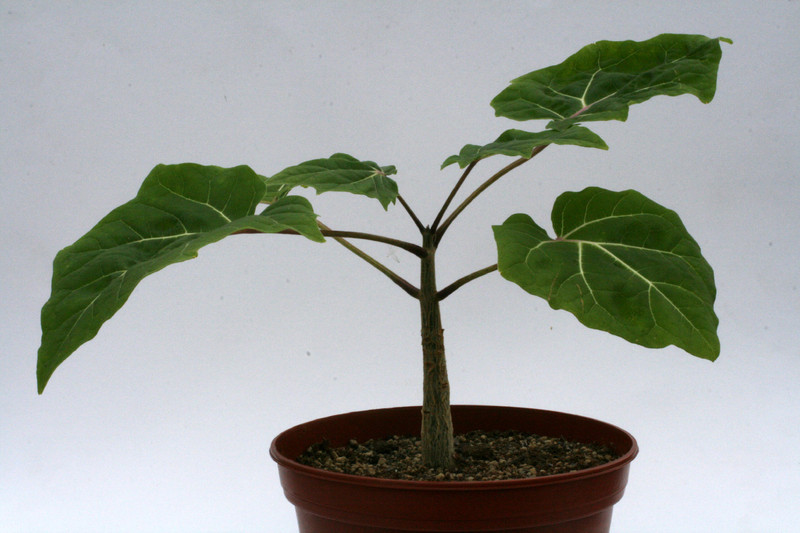 uncarina leptocarpa 0711