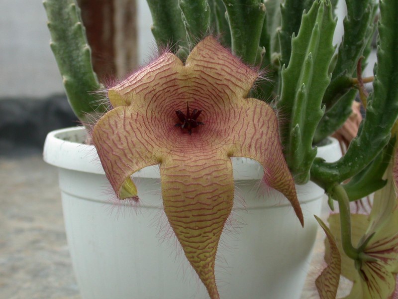 stapelia ambigua