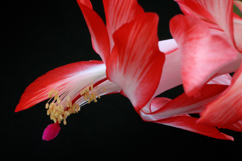 schlumbergera pasadena 5886