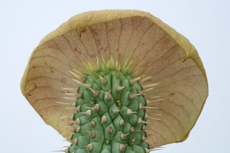 hoodia gordonii 6407