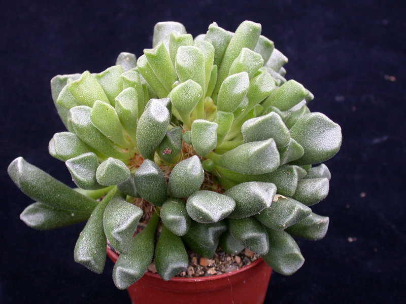 adromischus cristatus 01