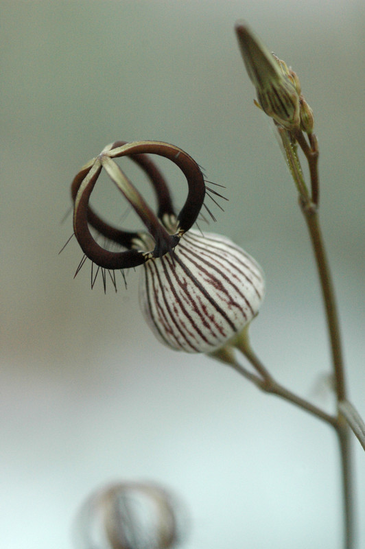 ceropegia dimorpha 02