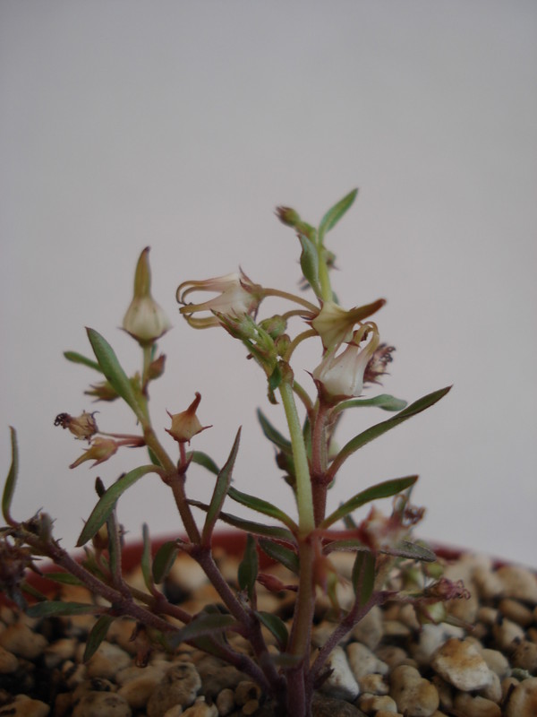 brachystelma angustum 137