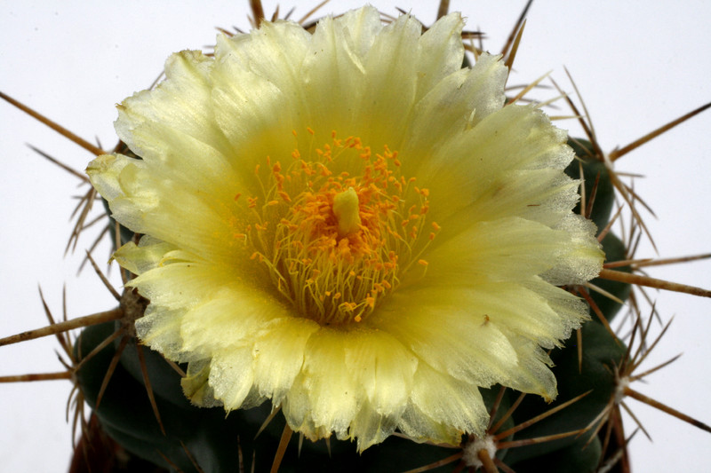 thelocactus leucacanthus jonacapa hgo 0260