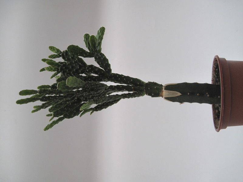 schlumbergera opuntioides 7717