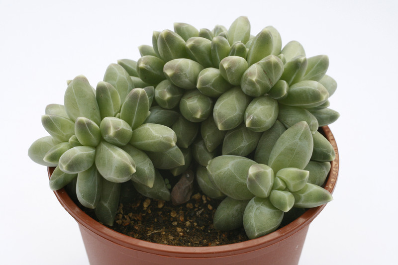 pachyphytum compactum cristatum 7967
