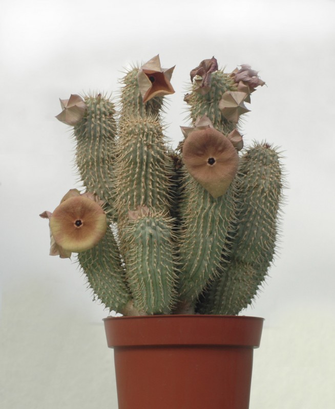 hoodia sp 04