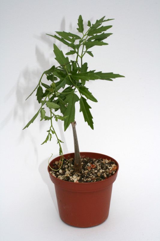 cyphostemma elephantopus 4048