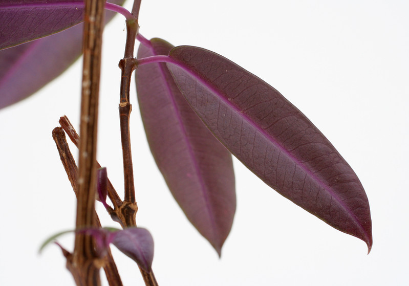 petopentia natalensis 3562