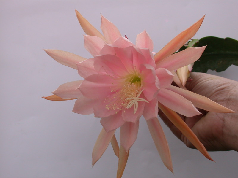eh lotus 7561 101