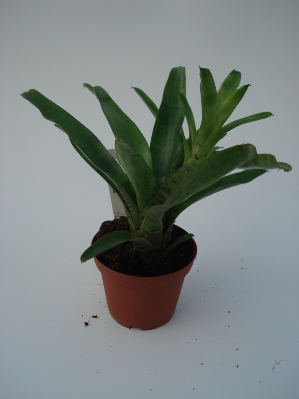 neoregelia ampullacea 4590