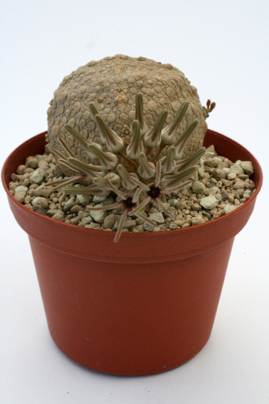 pseudolithos cubiformis 9820