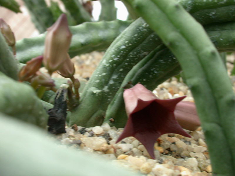 tromotriche choanantha huisriver1