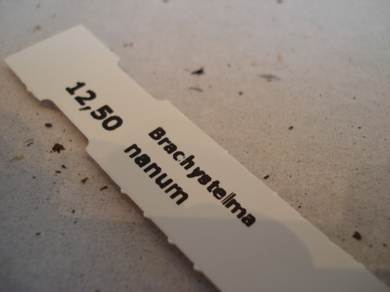 brachystelma nanum 135