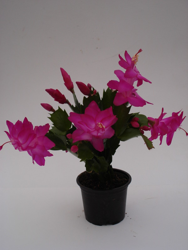 schlumbergera carneval brazil 1583