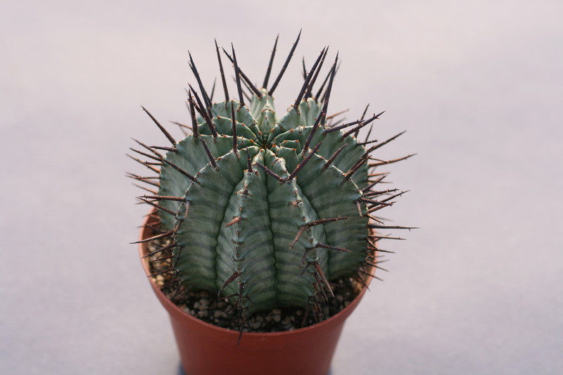 euphorbia horrida striata 0385