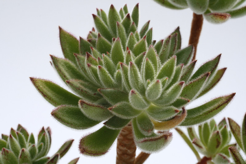 echeveria set oliver 7931