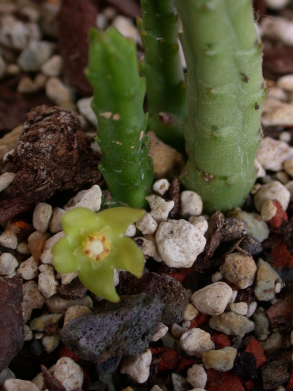 stapelia divaricata es3334 3751