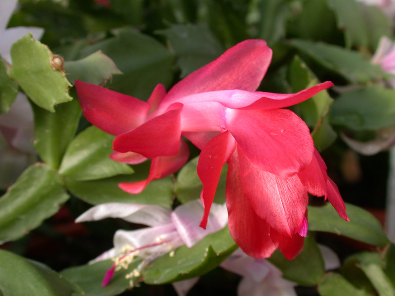 schlumbergera stephanie 02