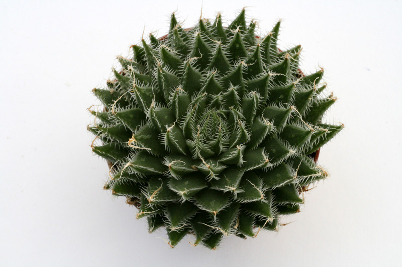 haworthia arachnoidea 0827