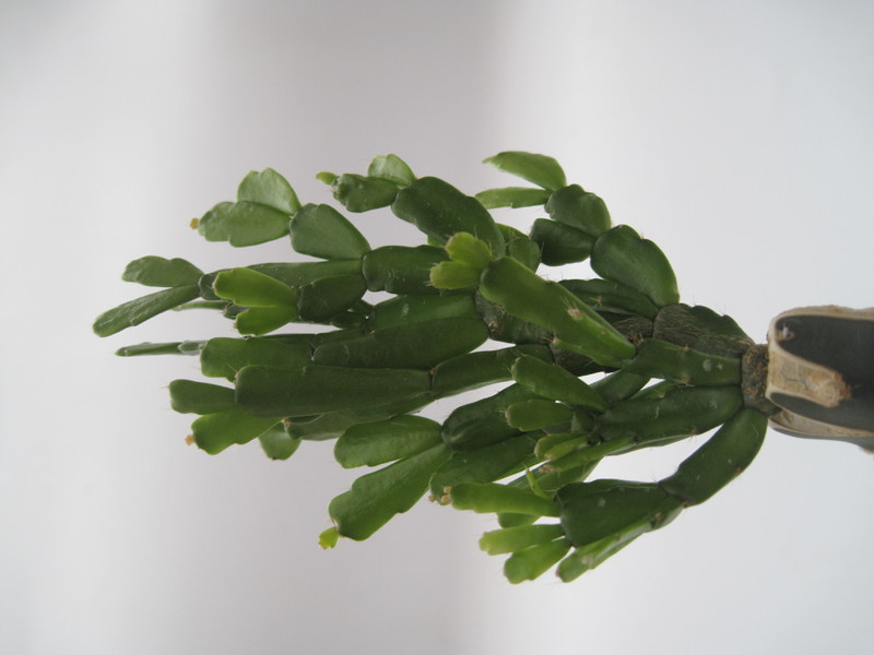 schlumbergera russeliana ehlers 7726