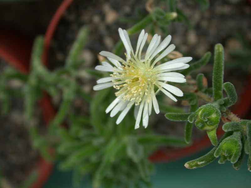 drosanthem eburneum sb8834