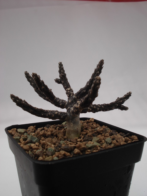 rhytidocaulon subscandens 6244