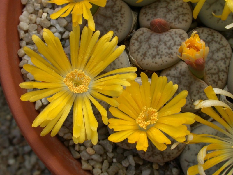 lithops pseudotruncatella mundhii c100 02