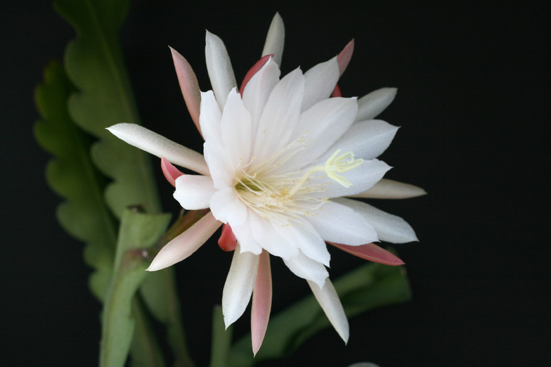 eh elfenbein 22 1657