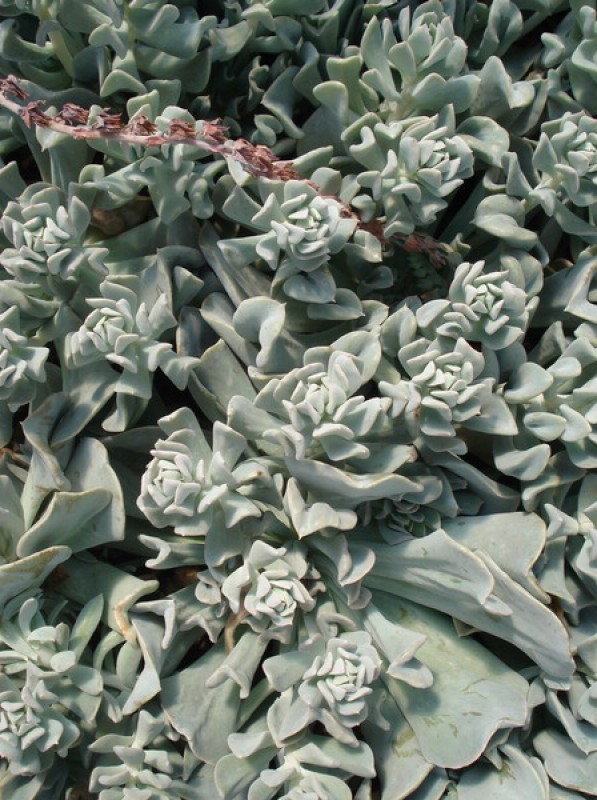 echeveria runyonii 77