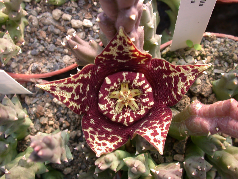 stapelia lepida1