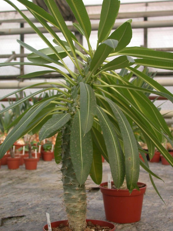 pachypodium fiherense 01