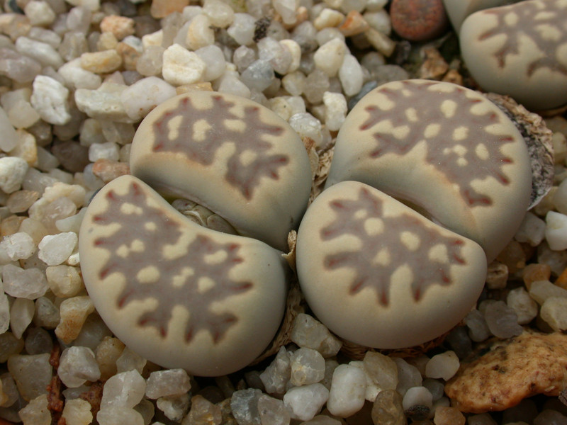lithops julii fulleri brunnea c179 03