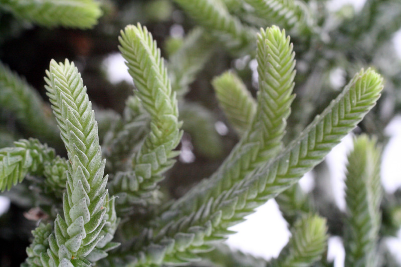 crassula muscosa monstrosa 0220