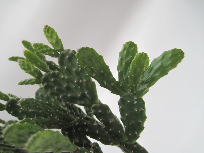 schlumbergera opuntioides 7720
