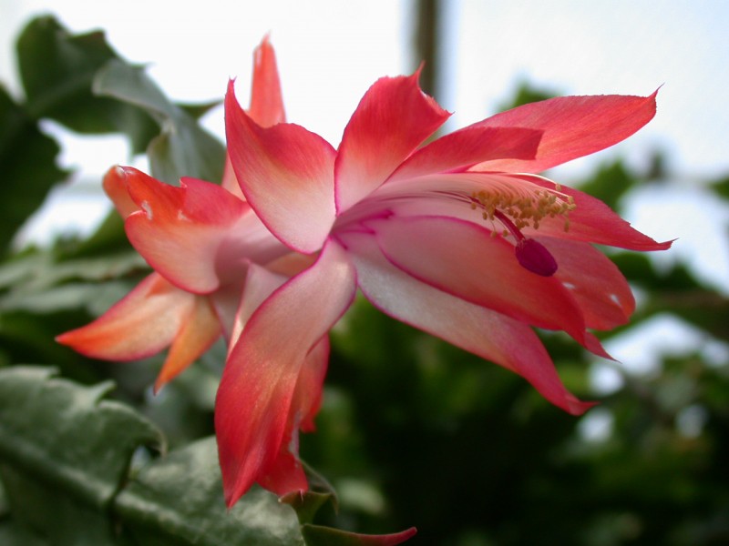 schlumbergera coral cascade 01 1