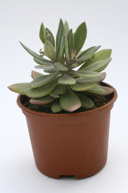 senecio sempervivioides 7819