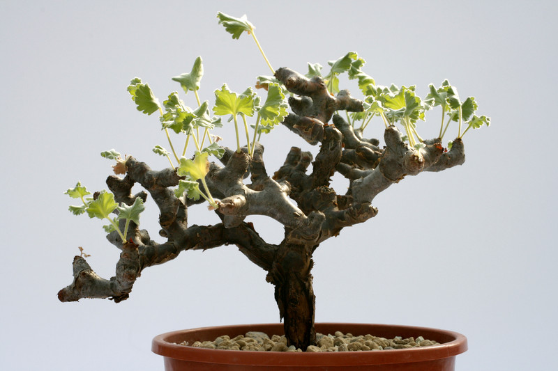 pelargonium mirabile 8129