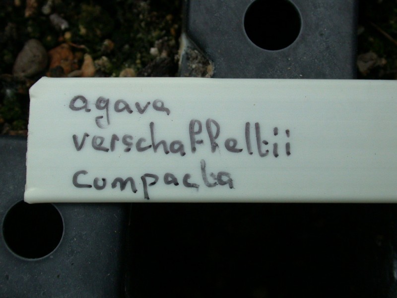 agave verschaffeltii compacta 02