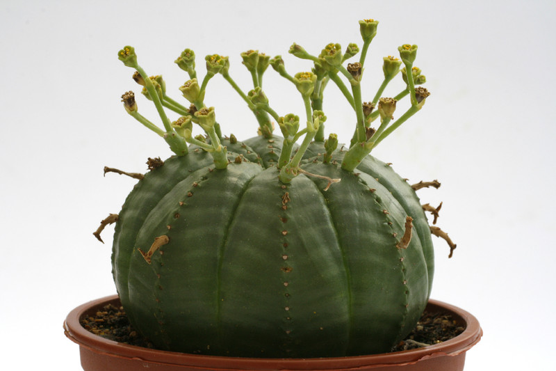 euphorbia meloforms 9786