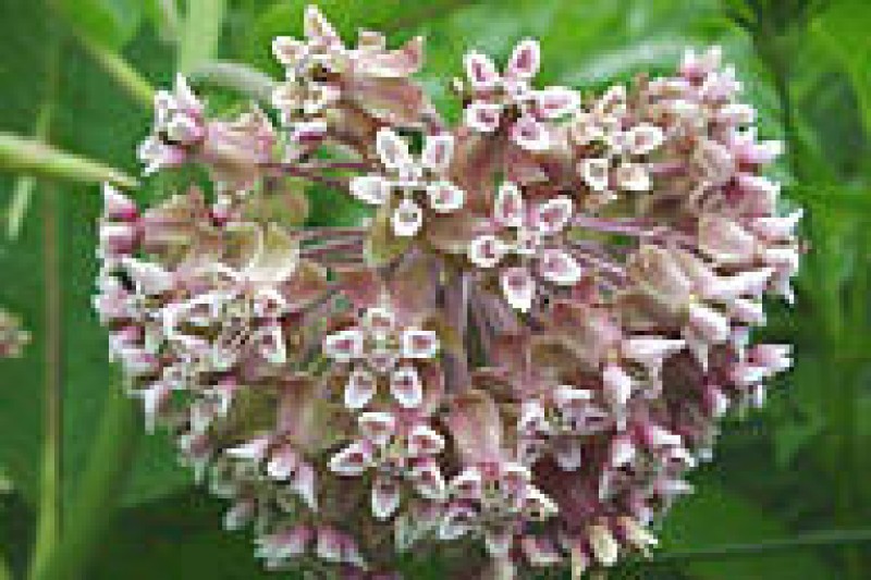 asclepias syriaca 02