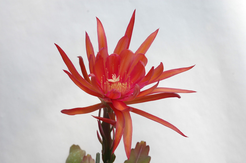 eh coral dance 5804 02