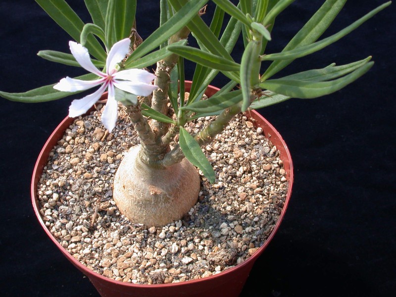 pachypodium succulentum 03