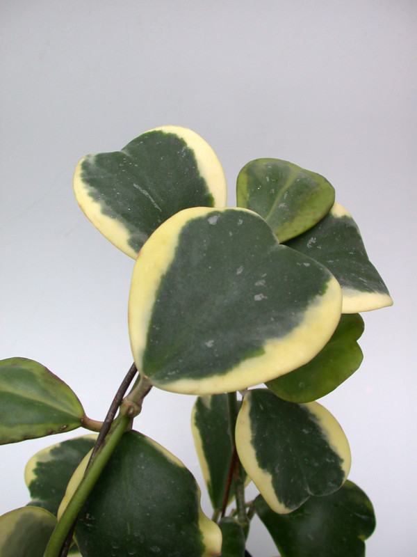 hoya kerri albomarginata 4000