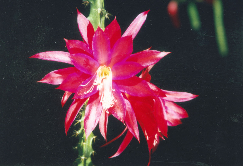 aporocactus angela p 02