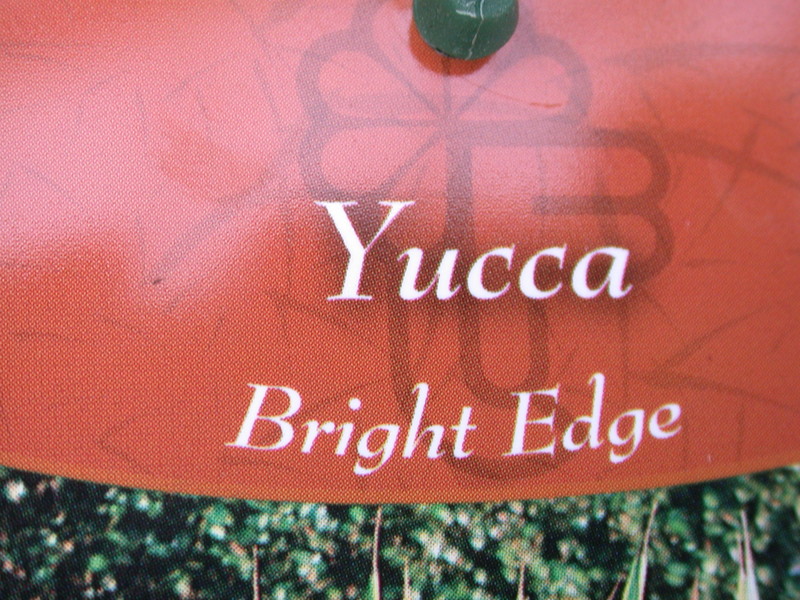 yucca filamentosa bright edge 9728
