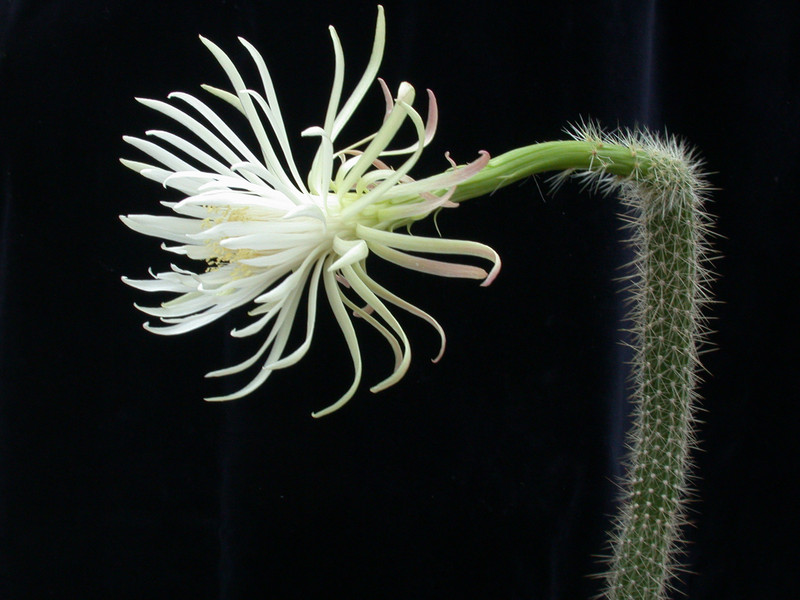 nyctocereus serpentinus 01