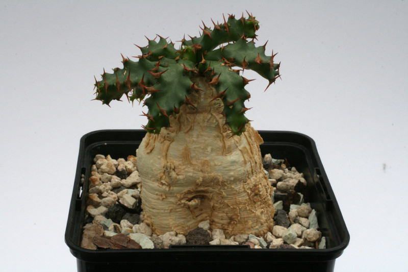 euphorbia squarrosa 9962