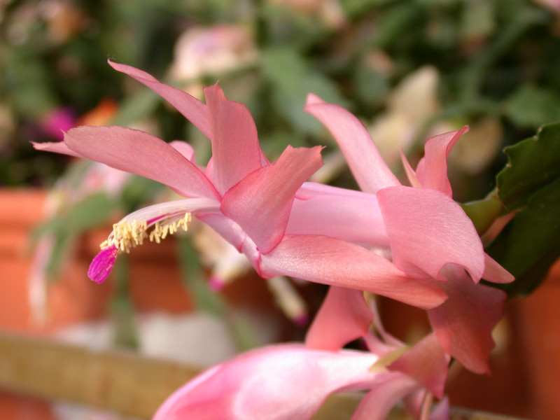 schlumbergera christmas fantasie 03