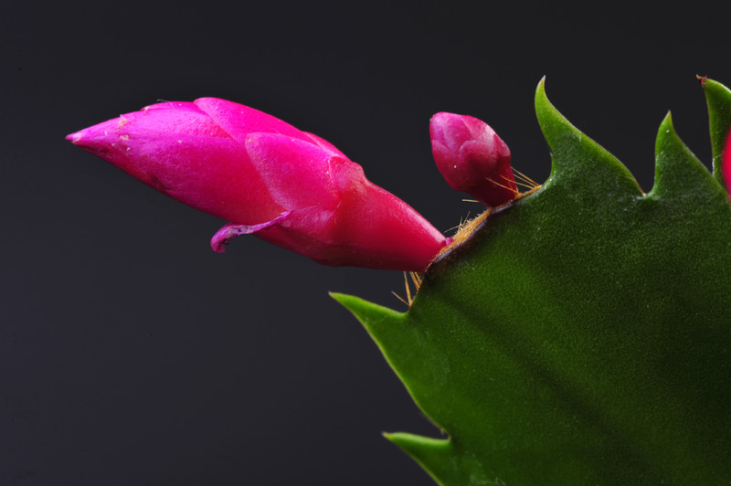 schlumbergera red flame 005